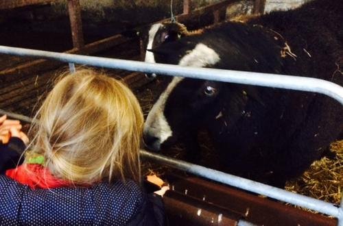 A visit to the Zwartbles